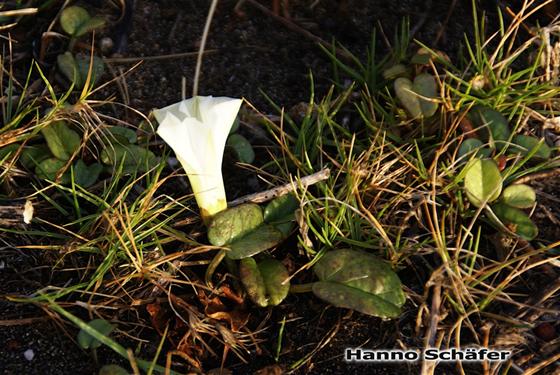 Folhas; flor / © Hanno Schaefer