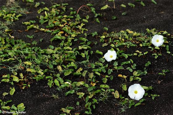 Folhas; flor / © Hanno Schaefer