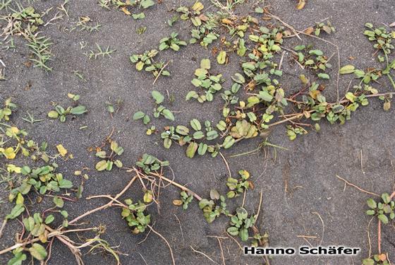 Caule; folhas / © Hanno Schaefer