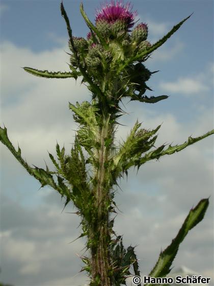 Stem; leaves; inflorescence / &copy; Hanno Schaefer