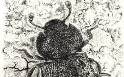 Ilustración del escarabajo endémico de las Azores Tarphius relictus