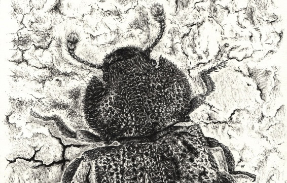 Ilustración del escarabajo endémico de las Azores Tarphius relictus