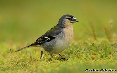 New Azorean endemic Chaffinch species