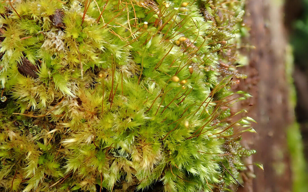 Update The MOVECLIM – AZORES project: Bryophytes from Terceira Island (2012). Version 1.4. Universidade dos Açores. Samplingevent dataset