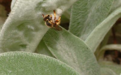 Atualização New records of exotic arthropods for Azores