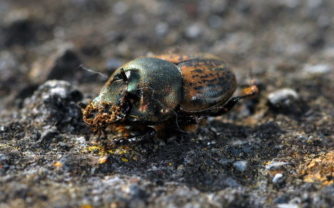 Actualización Dung beetles of Azorean cattle-grazed pasturelands – data of the DUNGPOOL project