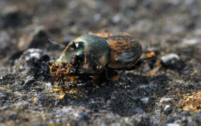 Actualización Dung beetles of Azorean cattle-grazed pasturelands – data of the DUNGPOOL project