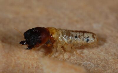 Actualización Monitoring Termites in the Azores Archipelago: A Comprehensive Dataset (2011–2024)